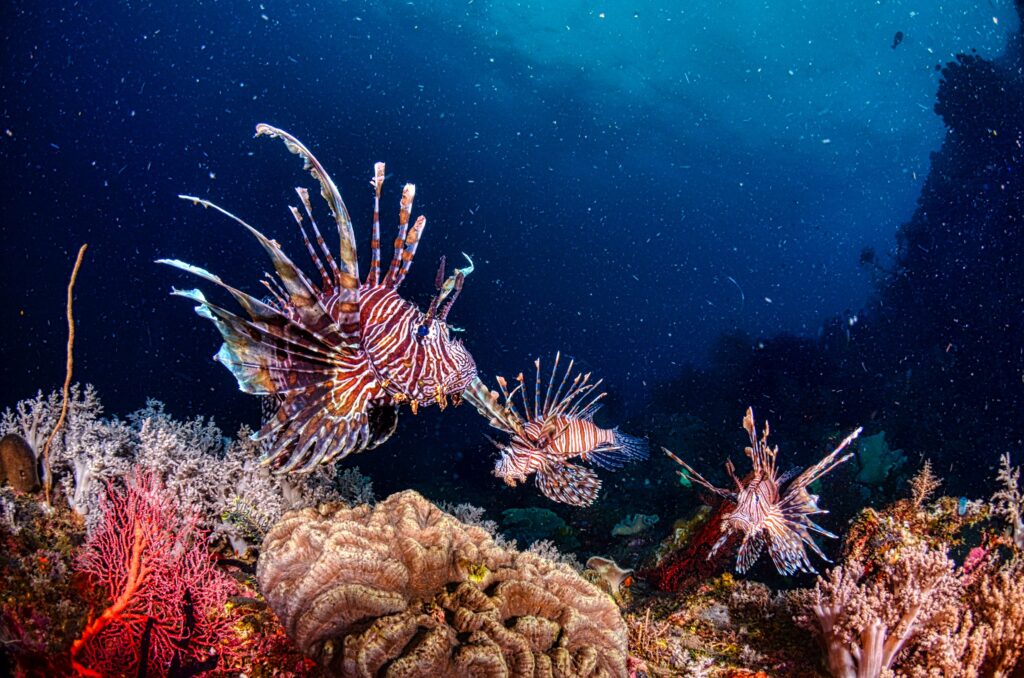 13 Creatures That Turned Up Thousands of Miles From Where They Belong