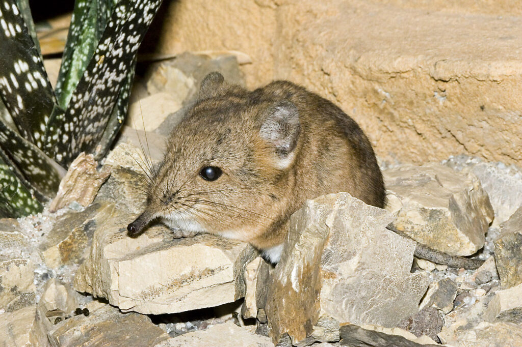11 Species That Left the Record and Reappeared Centuries Later