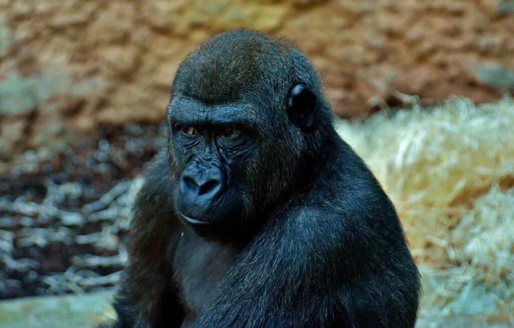 14 Animals Described by One Naturalist and Never Again