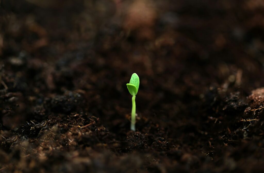 13 Seeds Germinated After Longer Than Should Be Possible