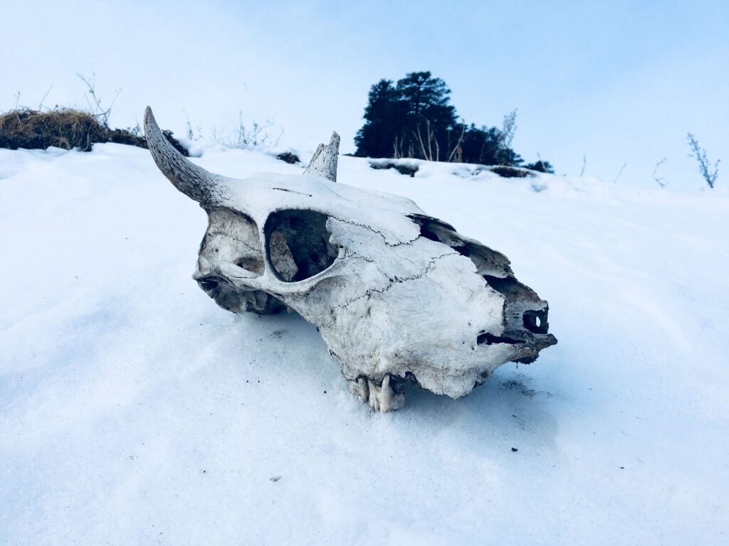12 Objects Brought to the Surface by One Hard Frost