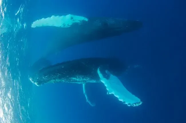 #3 - Humpback Whales: Giants Running Marine Ultra-Marathons