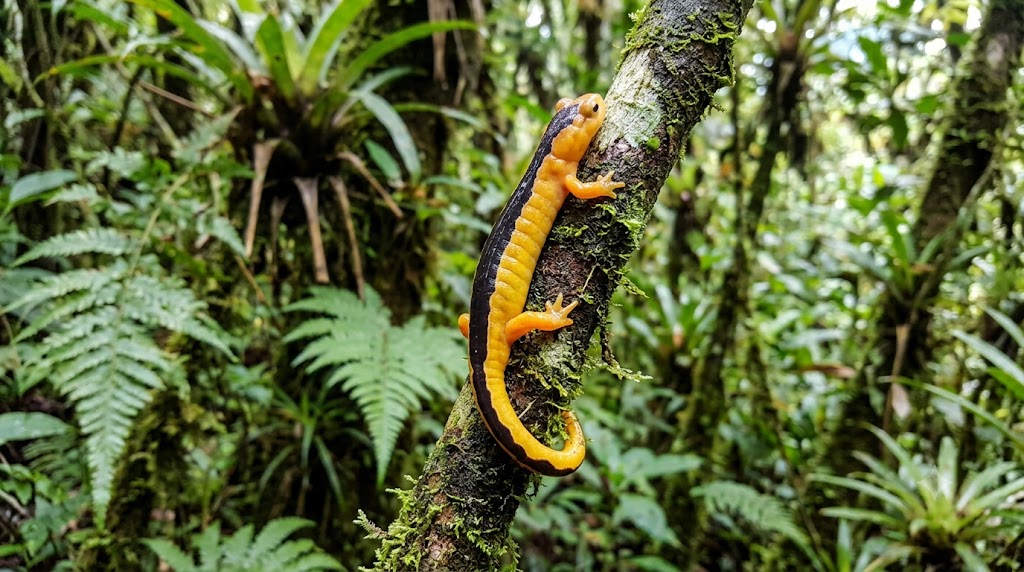 #7 - Jackson's Climbing Salamander: A "Lost" Amphibian That Came Back on a Coffee Farm