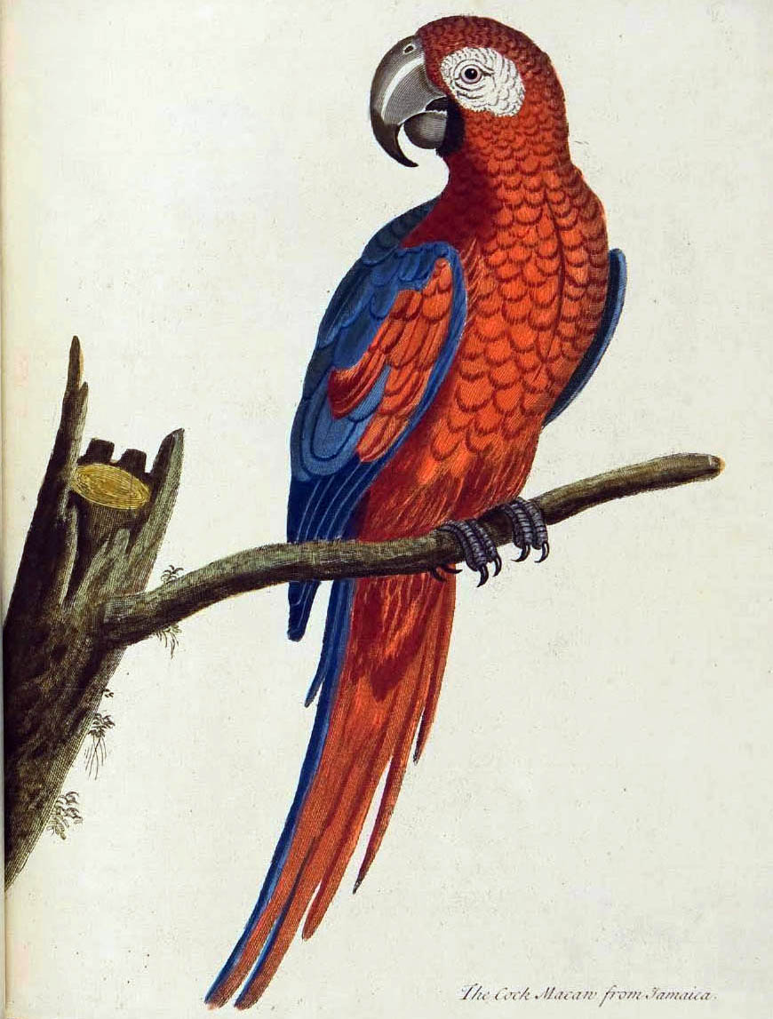 #3 A Jamaican Mystery: “Albin’s Macaw” Known Only from a Painting
