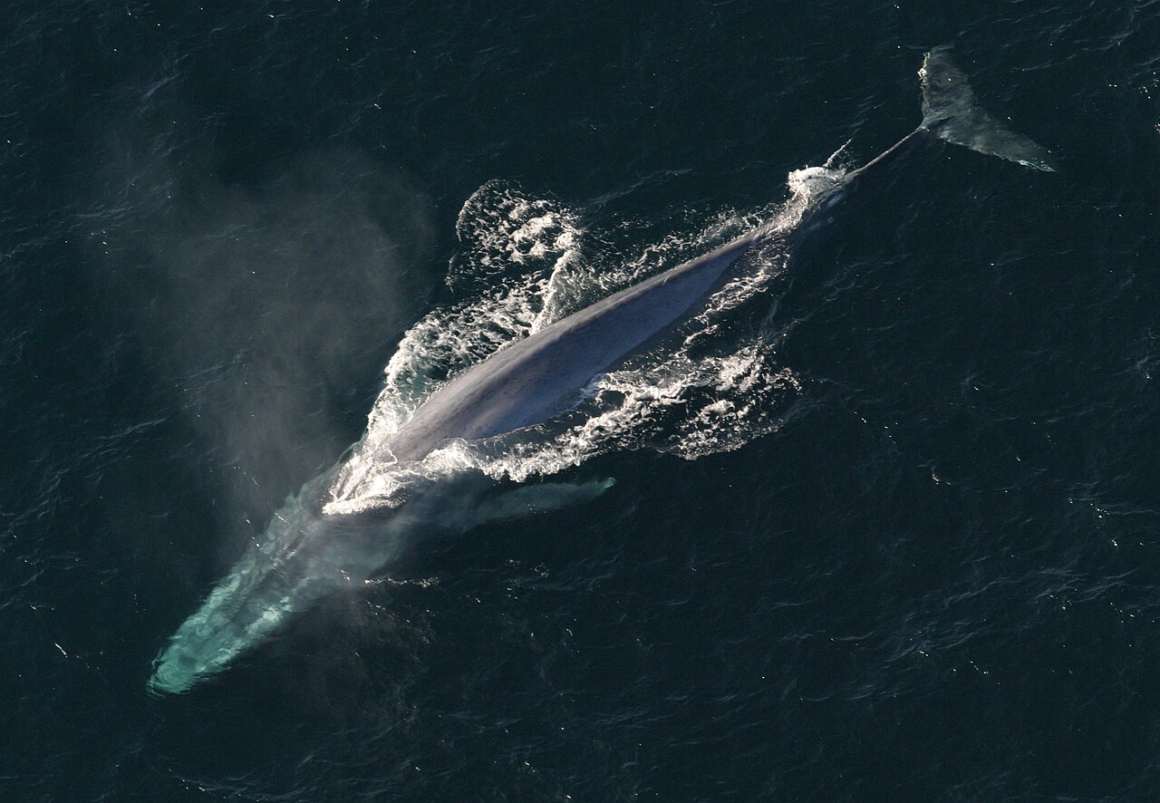 Pisces – The Blue Whale 