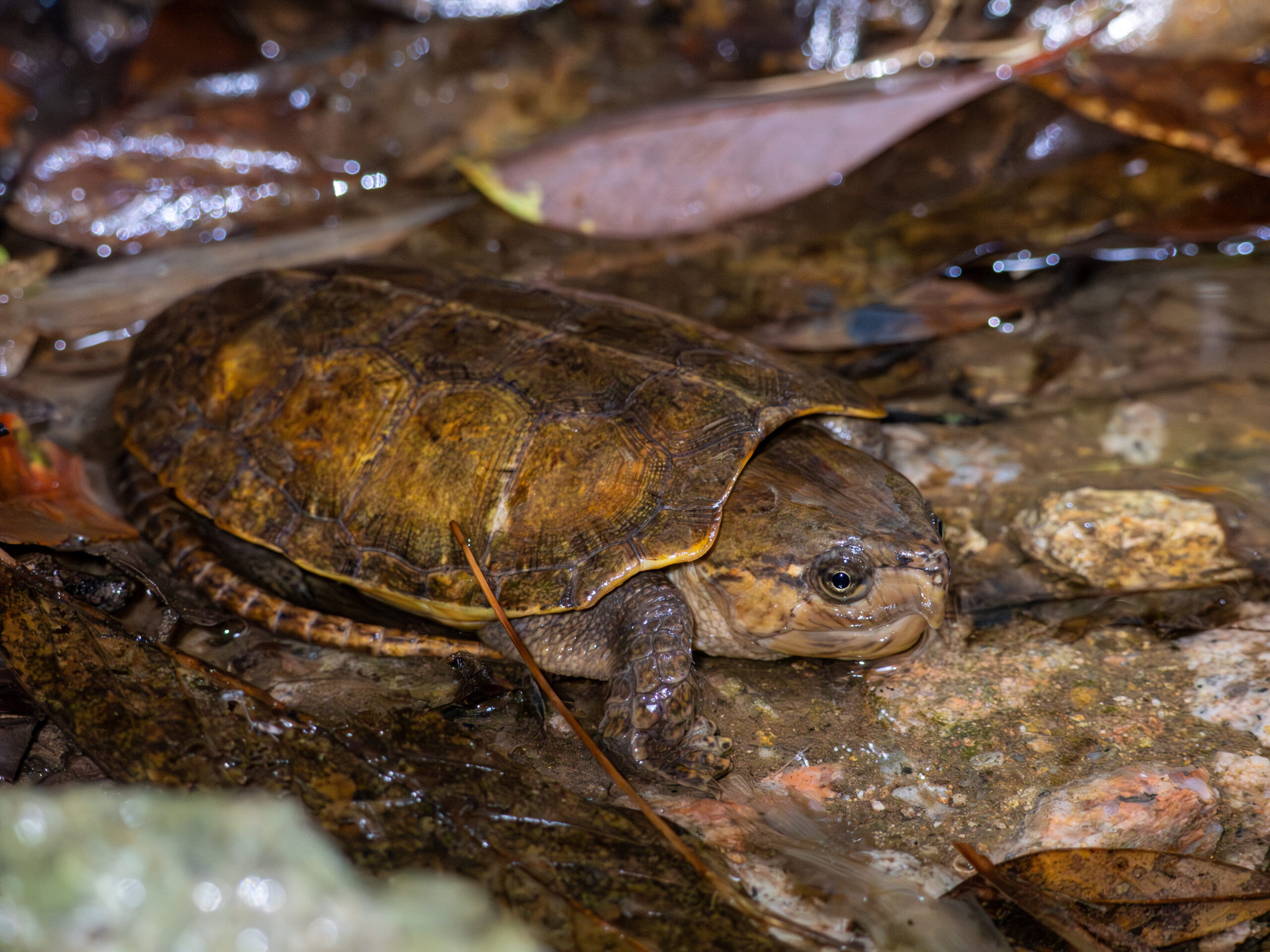 #10 The New Guinea BigâHeaded Turtle: A Fossil Species That Wasnât