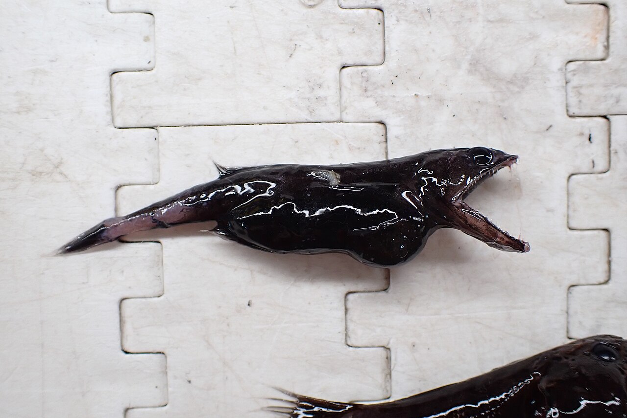 2. Black Swallower: The Fish That Eats Meals Bigger Than Itself