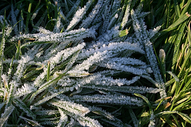 #7 - Frost Forms Even When the Forecast Says Above Freezing