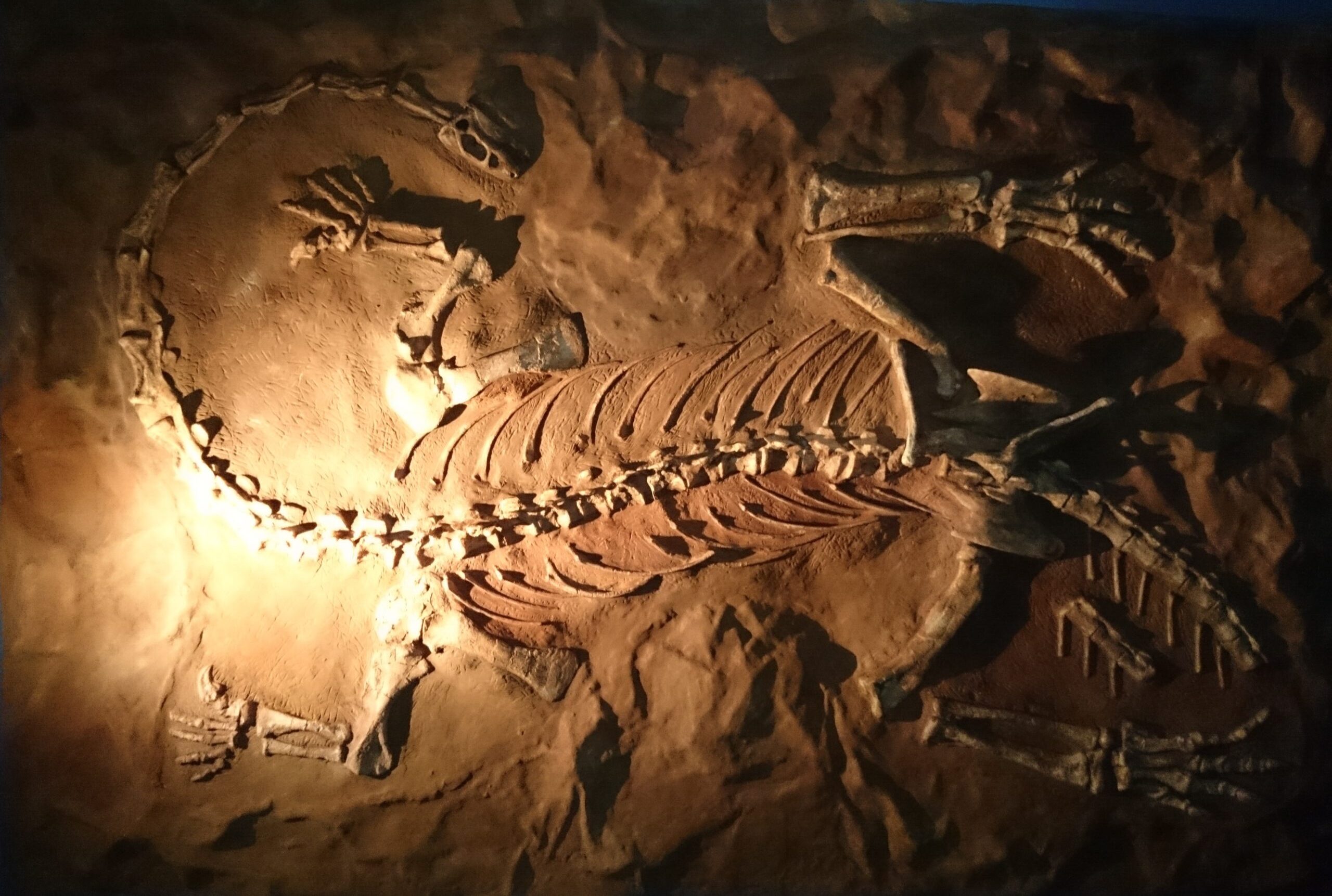 4. A skull that went missing inside its own museum