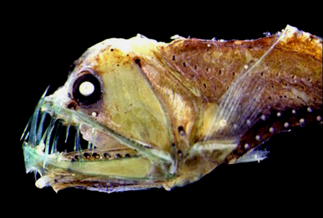 8. Sloane’s Viperfish And Other Deep-Sea “Hinged” Mouth Specialists