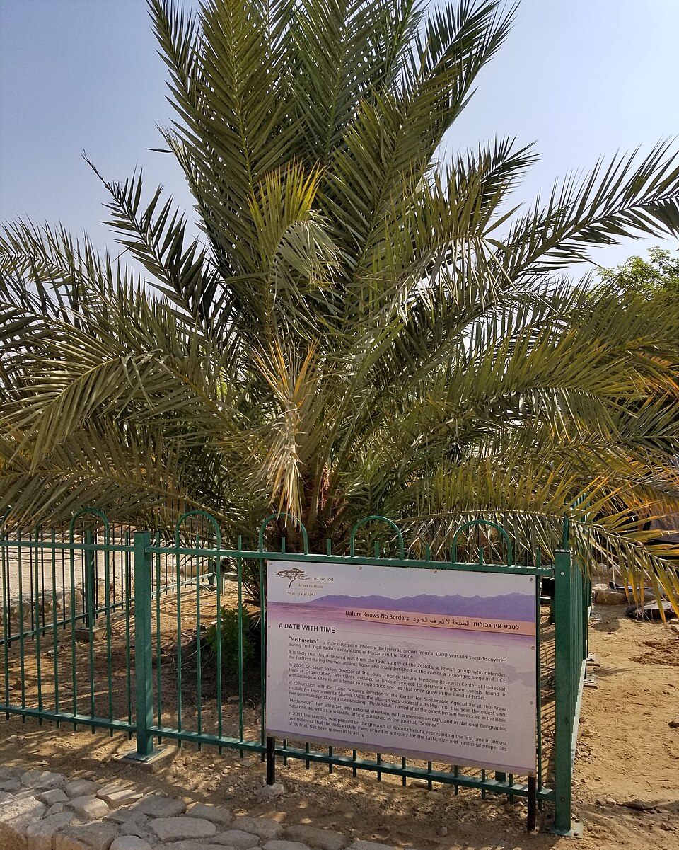 #5 - The 2,000-Year-Old Seed Named After the Bible's Oldest Man 