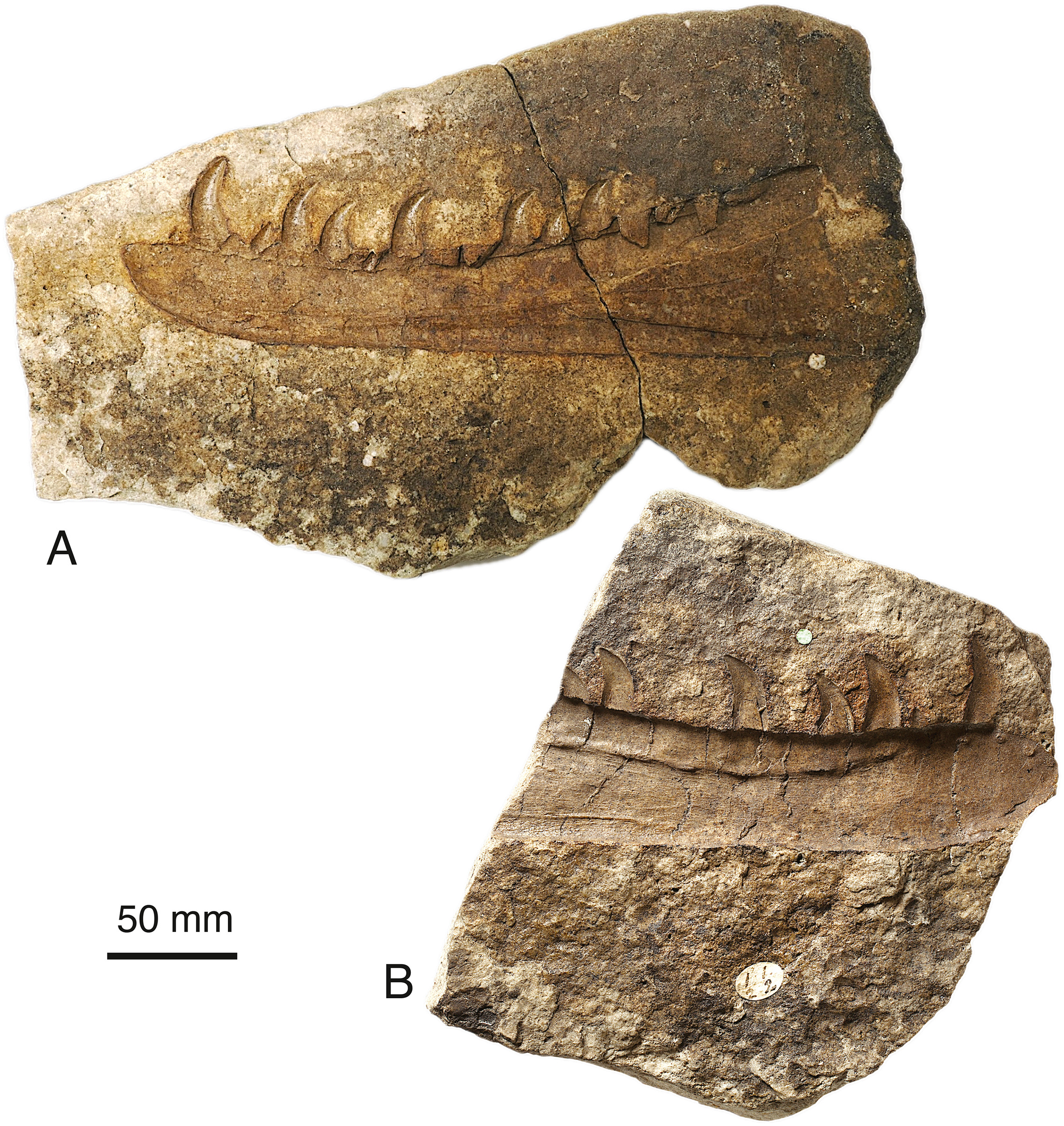 6. The Welsh jawbone that waited 125 years