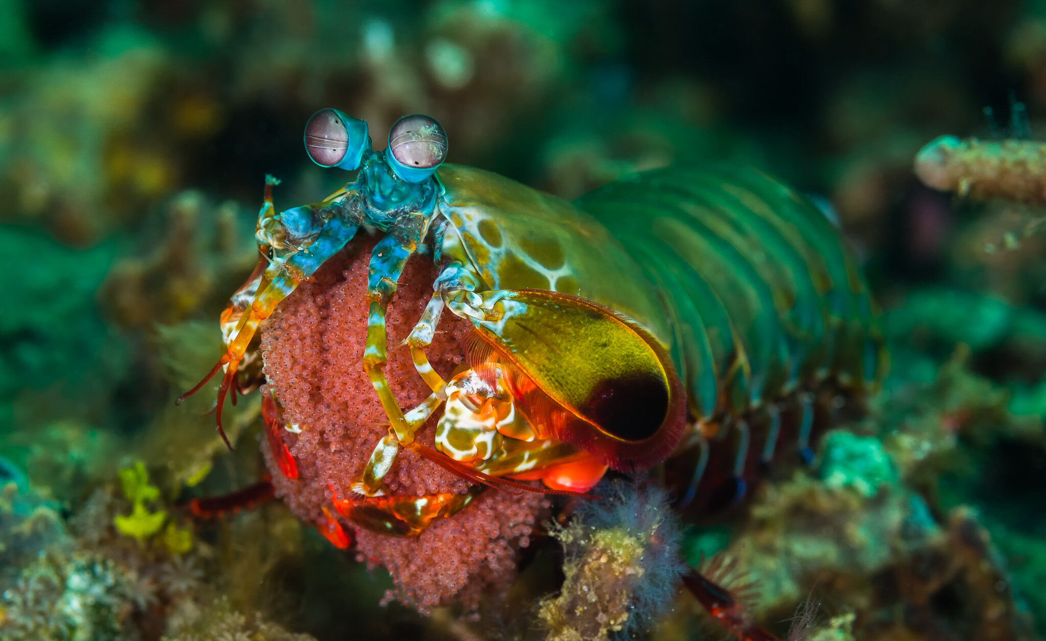 Why Seeing Polarized Light Actually Matters in the Ocean