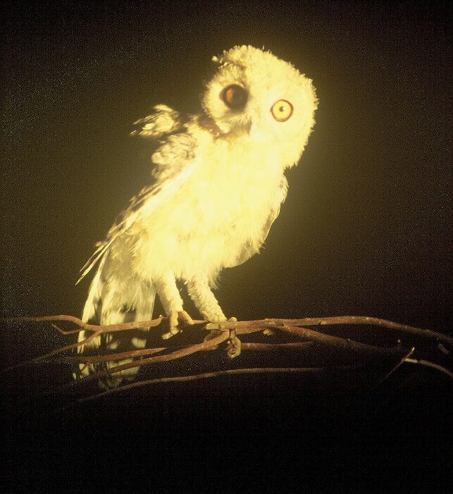Scorpio – The Desert Owl: Silent Seer of the Night
