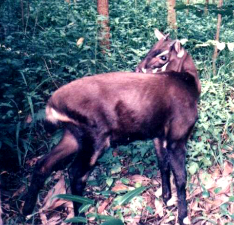 #5 - Saola: Asia's "Unicorn" That Vanished Almost As Soon As It Was Found