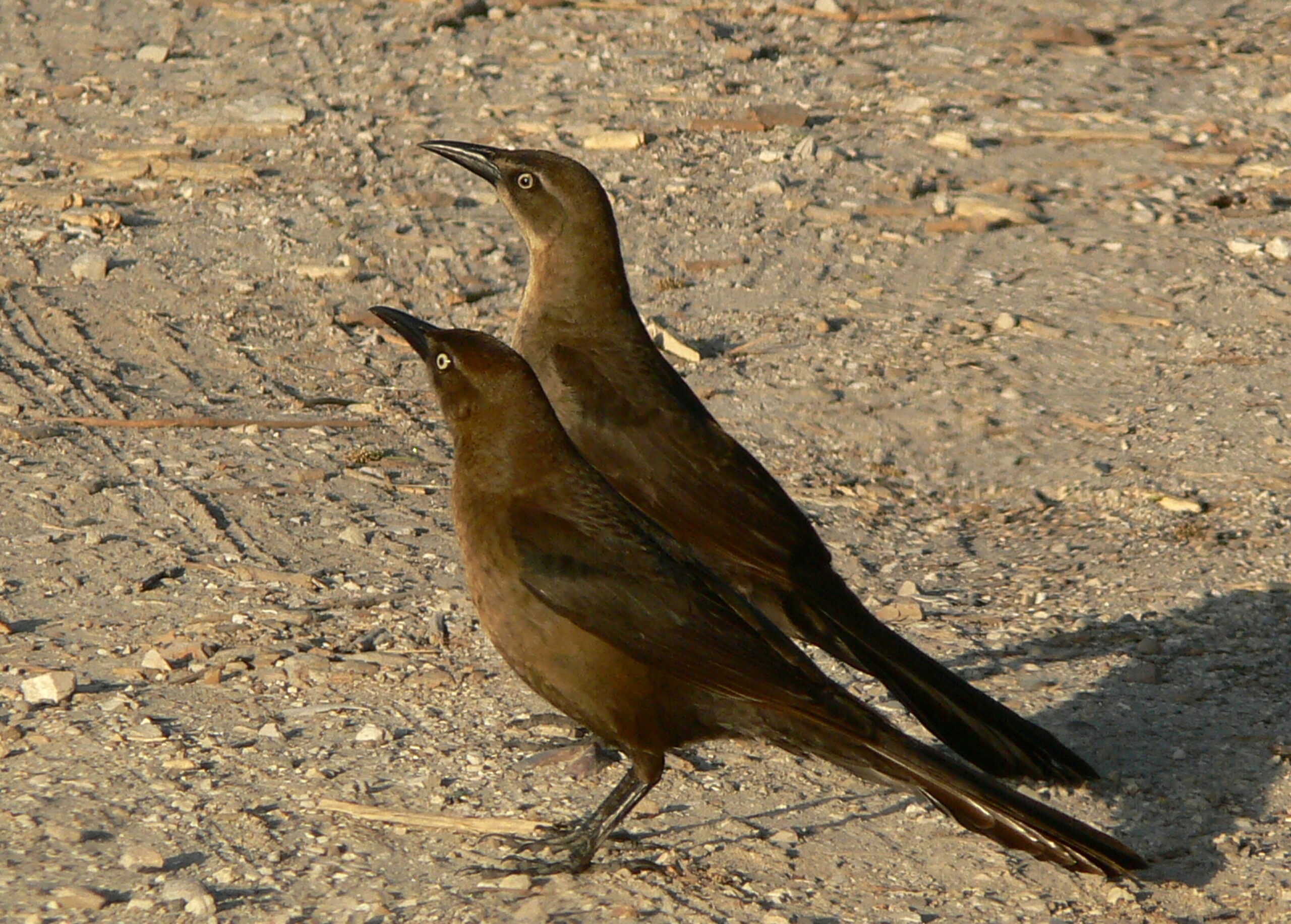 Mating Rituals and Courtship Drama 