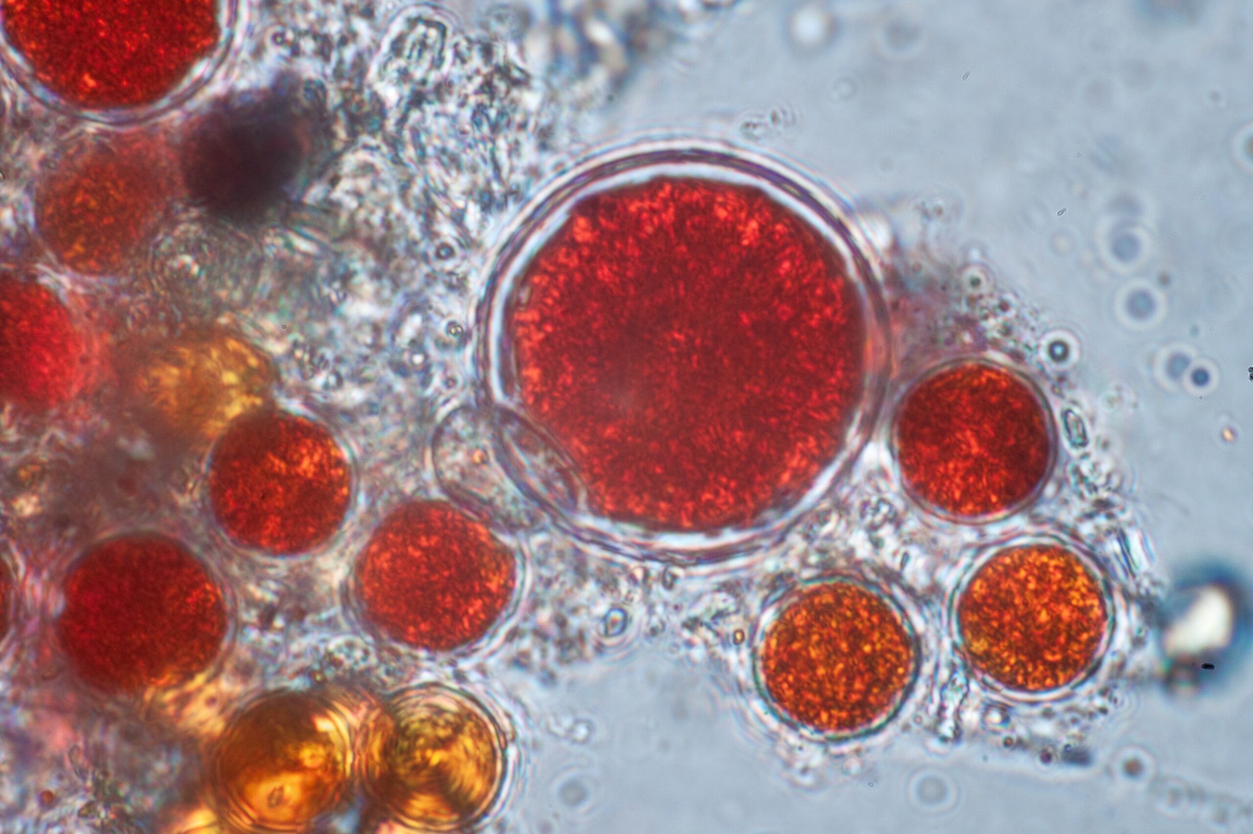 #7 An Enigmatic Red Alga Pinned to One Early Illustration