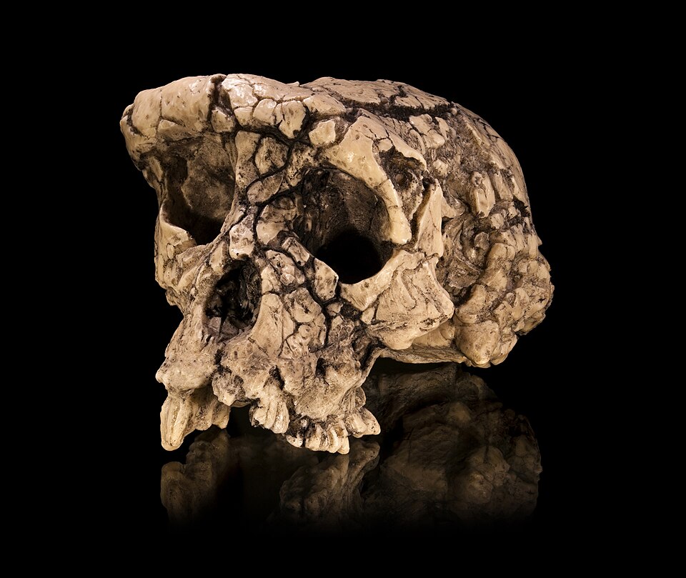 #12 - Famous Fossil Fights: What Happened When Hominid Dates Clashed