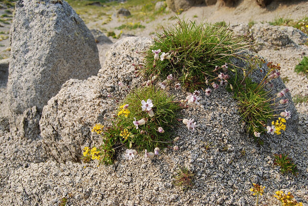 #3 - The 32,000-Year-Old "Seed" That Technically Wasn't a Seed