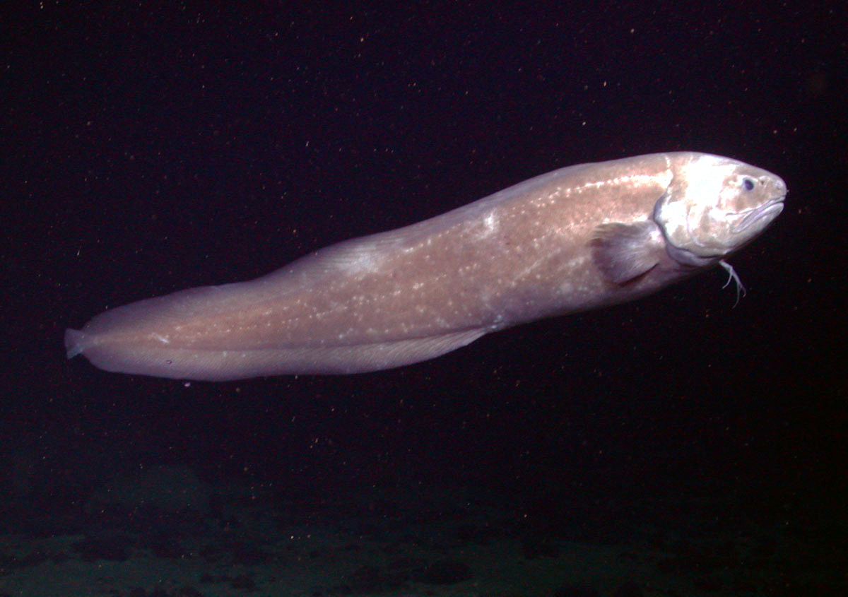 #1 The Faceless Cusk-Eel (Typhlonus nasus)