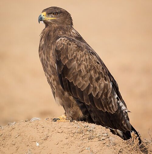 Capricorn – The Desert Eagle: Relentless Climber in a Bare Land