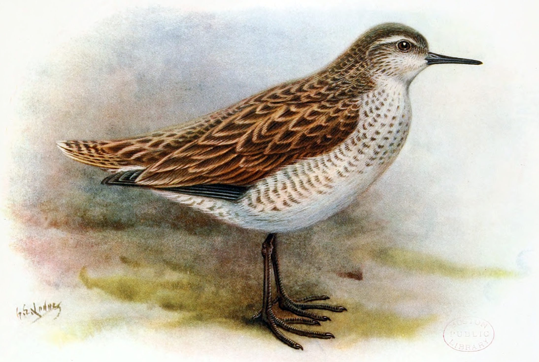 #1 Kiritimati Sandpiper: A Lost Shorebird on a Single Page